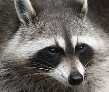 220px-Raccoon_(Procyon_lotor)_2.jpg